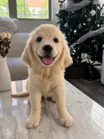 Chubby, a male Golden Retriever for sale in San Gabriel, CA – 1 of 6