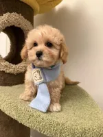 Julia, a female Maltipoo for sale in San Gabriel, CA – Photo 3 of 5