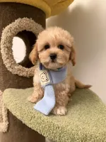 Julia, a female Maltipoo for sale in San Gabriel, CA – Photo 2 of 5