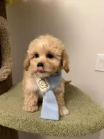 Julia, a female Maltipoo for sale in San Gabriel, CA – Photo 4 of 5