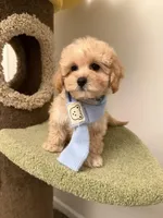 Julia, a female Maltipoo for sale in San Gabriel, CA – Photo 1 of 5