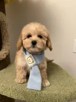 Julia, a female Maltipoo for sale in San Gabriel, CA – Photo 5 of 5