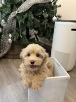 Kelly, a female Maltipoo for sale in San Gabriel, CA – 2 of 5
