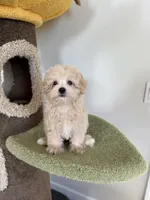 Alice, a female Maltipoo for sale in San Gabriel, CA – 3 of 4