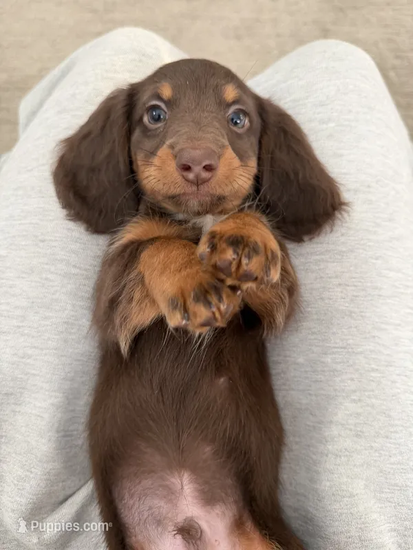 Kay – Miniature Dachshund puppy for sale in San Gabriel, CA