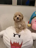 Donut, a male Maltipoo for sale in San Gabriel, CA – 3 of 5