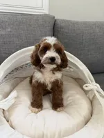 Tory, a female Cavapoo for sale in San Gabriel, CA – 2 of 5