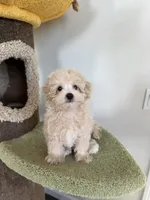 Alice, a female Maltipoo for sale in San Gabriel, CA – 1 of 4