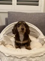 Ivy, a female Miniature Dachshund for sale in San Gabriel, CA – 2 of 6