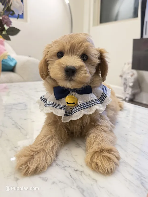 Frank – Maltipoo puppy for sale in San Gabriel, CA