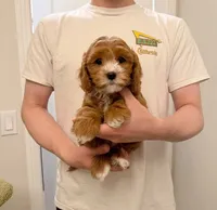 Chubby, a male Cavapoo for sale in San Gabriel, CA – 2 of 4