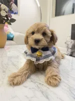 Frank, a male Maltipoo for sale in San Gabriel, CA – 4 of 4