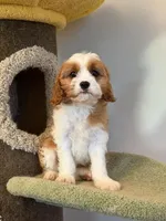 Lemon, a male Cavapoo for sale in San Gabriel, CA – Photo 4 of 4