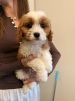 Lemon, a male Cavapoo for sale in San Gabriel, CA – Photo 1 of 4