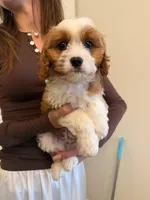Lemon, a male Cavapoo for sale in San Gabriel, CA – Photo 2 of 4