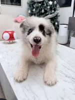 Kawaii, a male Border Collie for sale in San Gabriel, CA – 4 of 5