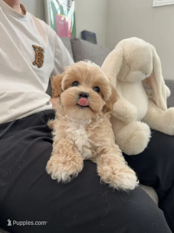 Dora – Maltipoo puppy for sale in San Gabriel, CA
