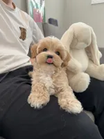 Dora, a female Maltipoo for sale in San Gabriel, CA – 1 of 4
