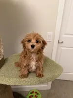 Aurora, a female Maltipoo for sale in San Gabriel, CA – 4 of 4