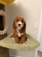 Chubby, a male Cavapoo for sale in San Gabriel, CA – 4 of 4