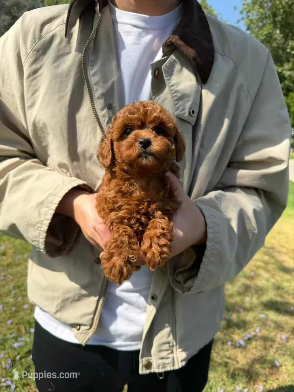 Lily – Poodle - Toy  puppy for sale in San Gabriel, CA