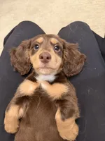 Ivy, a female Miniature Dachshund for sale in San Gabriel, CA – 3 of 6