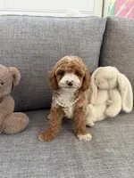 Tulip, a female Cavapoo for sale in San Gabriel, CA – 3 of 4