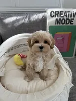 Dora, a female Maltipoo for sale in San Gabriel, CA – 3 of 4