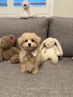 Butter, a female Maltipoo for sale in San Gabriel, CA – 3 of 5