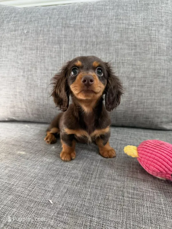 Eva, a female Miniature Dachshund for sale in San Gabriel, CA – 1 of 4
