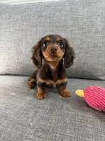 Eva, a female Miniature Dachshund for sale in San Gabriel, CA – 1 of 4