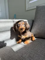 Eva, a female Miniature Dachshund for sale in San Gabriel, CA – 3 of 4