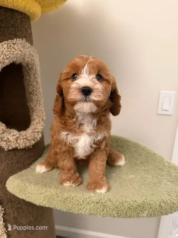 Cookie – Cavapoo puppy for sale in San Gabriel, CA