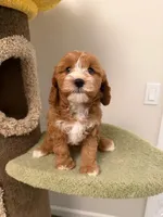 Cookie, a male Cavapoo for sale in San Gabriel, CA – 1 of 5