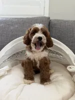 Tory, a female Cavapoo for sale in San Gabriel, CA – 3 of 5