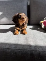 Eva, a female Miniature Dachshund for sale in San Gabriel, CA – 2 of 4