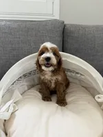 Puff, a male Cavapoo for sale in San Gabriel, CA – 3 of 4