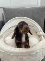 Kay, a male Miniature Dachshund for sale in San Gabriel, CA – 2 of 4
