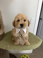 Bobby, a male Maltipoo for sale in San Gabriel, CA – 4 of 5
