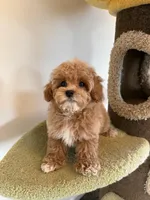 Marcin, a female Maltipoo for sale in San Gabriel, CA – Photo 3 of 5
