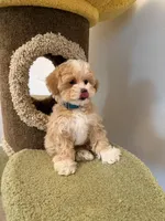 Joy, a female Maltipoo for sale in San Gabriel, CA – Photo 2 of 5