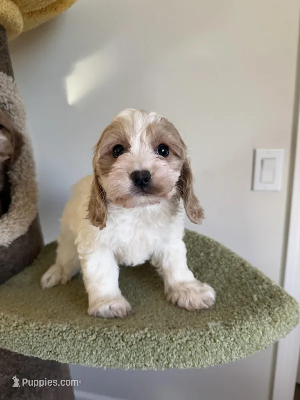 Joy – Cockapoo puppy for sale in San Gabriel, CA