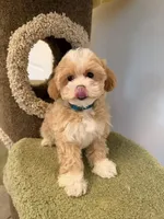 Joy, a female Maltipoo for sale in San Gabriel, CA – Photo 4 of 5