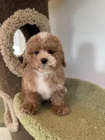 Maverick, a male Maltipoo for sale in San Gabriel, CA – Photo 4 of 5