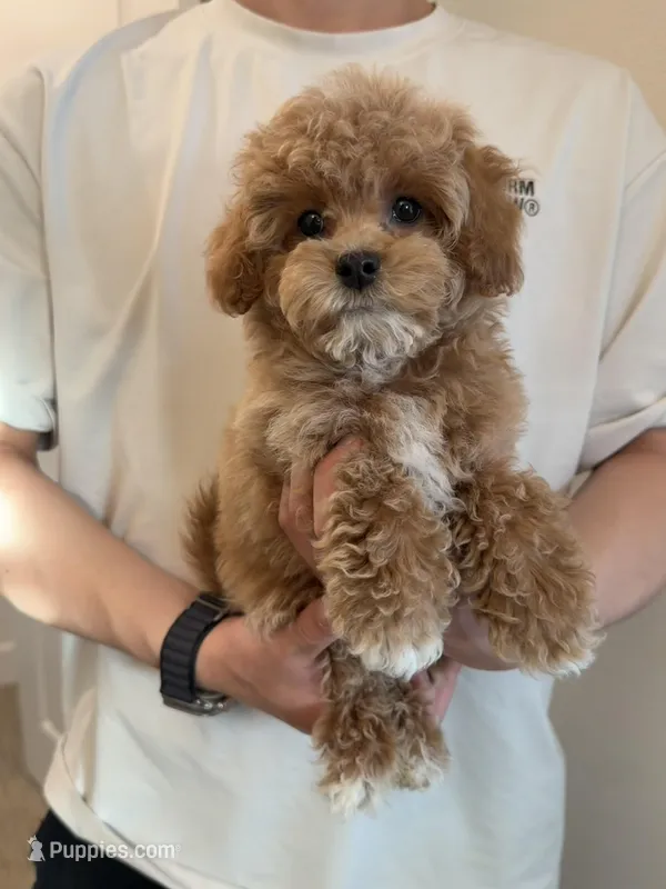 Marcin – Maltipoo puppy for sale in San Gabriel, CA
