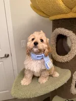 Joy, a female Cockapoo for sale in San Gabriel, CA – Photo 1 of 5