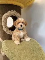 Joy, a female Maltipoo for sale in San Gabriel, CA – Photo 1 of 5