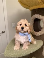Joy, a female Cockapoo for sale in San Gabriel, CA – Photo 5 of 5