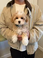 Joy, a female Maltipoo for sale in San Gabriel, CA – Photo 3 of 5