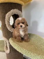 Maverick, a male Maltipoo for sale in San Gabriel, CA – Photo 5 of 5